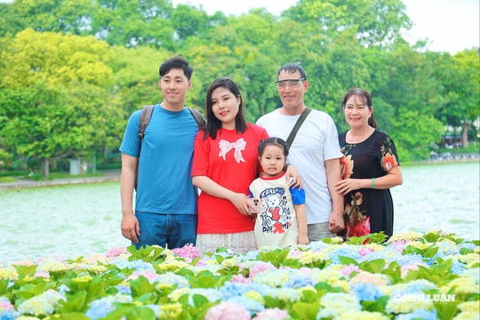 Hoa cẩm tú cầu khoe sắc bên hồ Gươm, hút người dân check-in