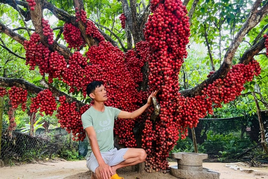 Cận cảnh vườn dâu đỏ “lạ” ở Gia Lai hút khách tham quan, check-in