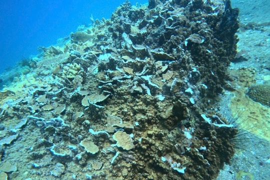 Điều tra nguyên nhân nghi vấn dùng thuốc nổ khai thác hải sản tại Hòn Bạc