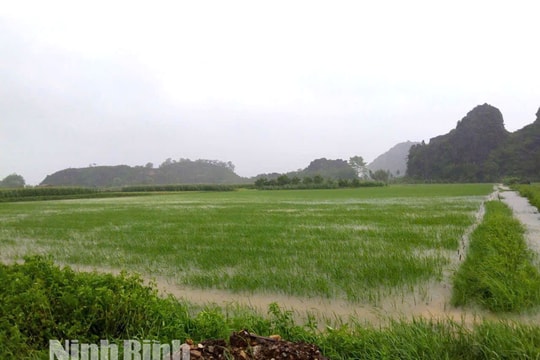 Ninh Bình: Hơn 34 nghìn ha lúa bị ảnh hưởng do bão số 5