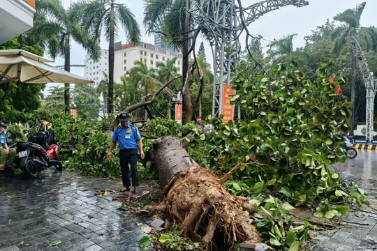 Thanh Hoá: Nhiều cây xanh bị đổ gãy do bão số 5