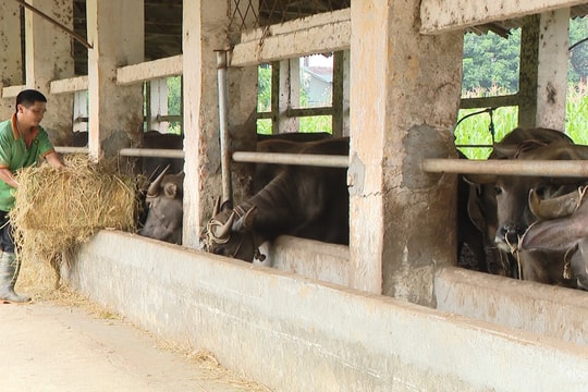 Tuyên Quang: Phấn đấu thực hiện hiệu quả mục tiêu giảm nghèo bền vững