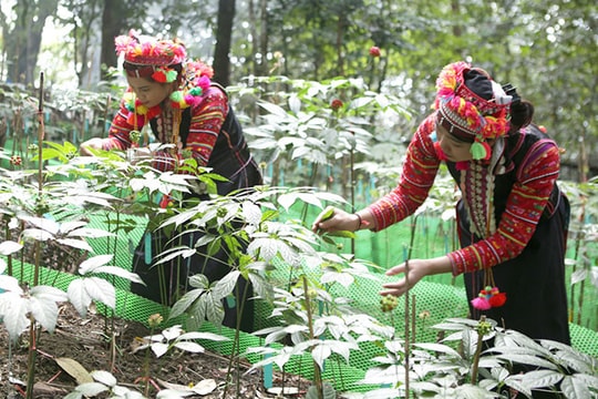 Chương trình mục tiêu quốc gia giảm nghèo bền vững thúc đẩy thoát nghèo ở Điện Biên