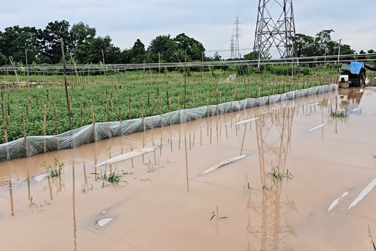Hà Nội: Người dân Tây Tựu xót xa khi cánh đồng hoa hóa thành biển nước