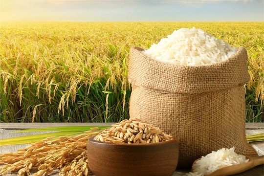 Giá lúa gạo hôm nay 29/8: Thị trường giao dịch trầm lắng, giá bán giữ ổn định