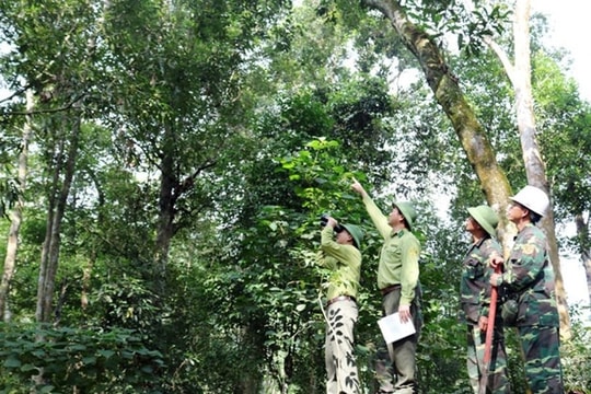 Chính phủ cho phép chuyển nhượng 1 triệu tấn carbon tại vùng Bắc Trung Bộ