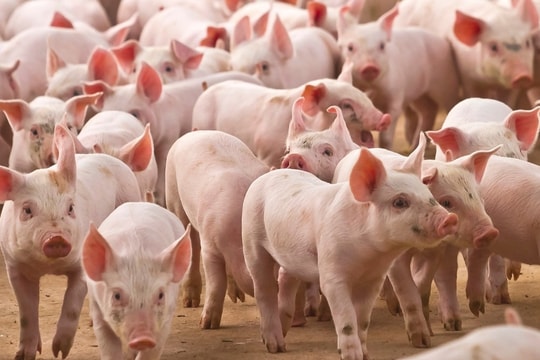 Giá heo hơi hôm nay 31/8: Miền Bắc tăng nhẹ, tiến gần đến đỉnh