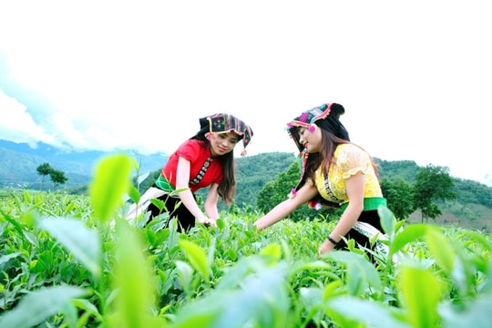 'Sống ảo' ở đồi chè Tân Uyên