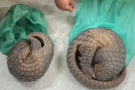 Quảng Ngãi: Tạm giữ hình sự đối tượng mua bán động vật quý hiếm kiếm lời