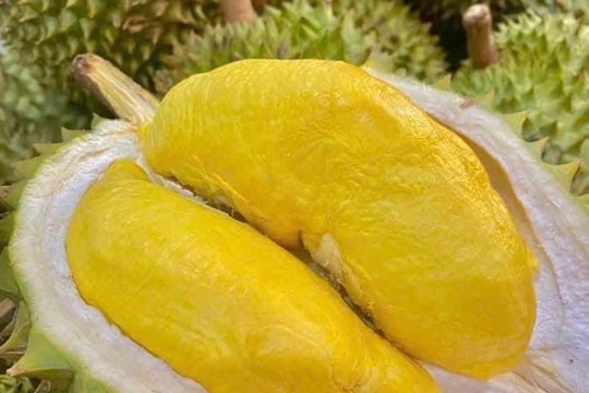 Giá sầu riêng hôm nay 5/9: Thái và Dona giữ đỉnh, Ri6 ổn định nhiều vùng tăng nhẹ, bài học ngành sầu riêng từ Campuchia