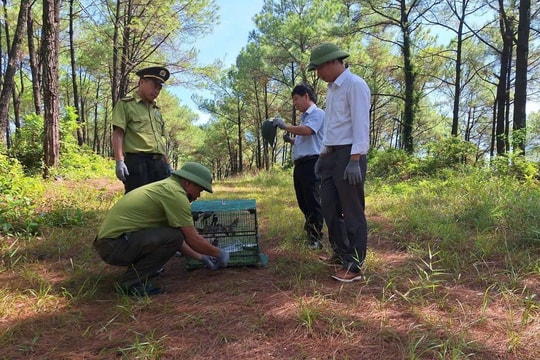 Phát hiện nhiều vụ mua bán chim chào mào trái phép ở Huế, nhiều cá thể được thả về tự nhiên