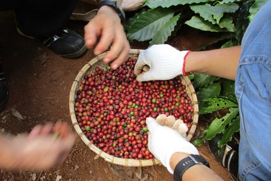 Dự báo giá cà phê ngày mai 6/9: Đỉnh 115.000 đồng/kg tạm thời giữ vững