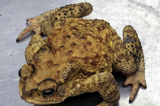 Gia Lai: Bắt cóc về làm thịt ăn, 9 học sinh phải nhập viện cấp cứu