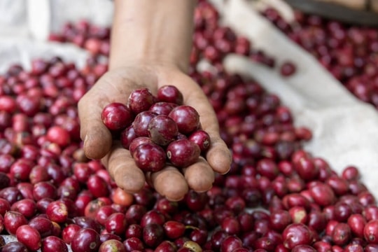 Dự báo giá cà phê ngày mai 7/9: Chịu ảnh hưởng bởi việc bán tháo từ Brazil