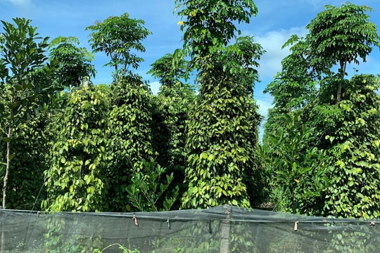 Dự báo giá tiêu ngày mai 7/9: Sớm hồi phục bởi nguồn cung cạn kiệt