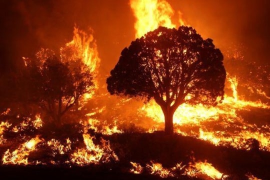 Cháy rừng làm trầm trọng thêm khủng hoảng ô nhiễm không khí