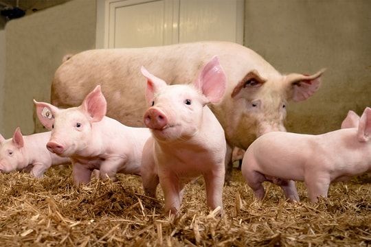 Giá heo hơi hôm nay 7/9: Tiếp chuỗi 3 ngày tăng liên tiếp, nâng đỉnh lên 59.000 đồng