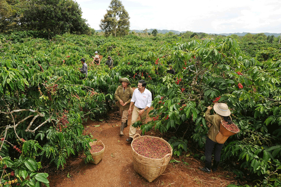 Giá nông sản hôm nay 9/9: Cà phê và hồ tiêu bình ổn giá