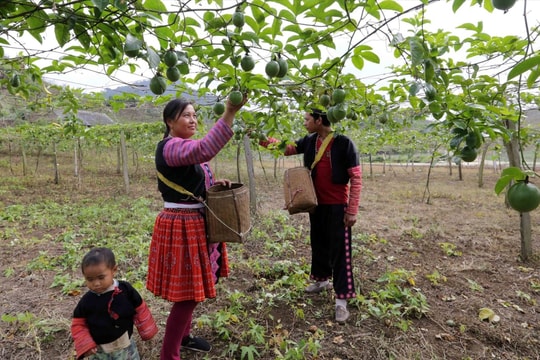 Giảm nghèo ở Sơn La: Những bước đi và kết quả tích cực