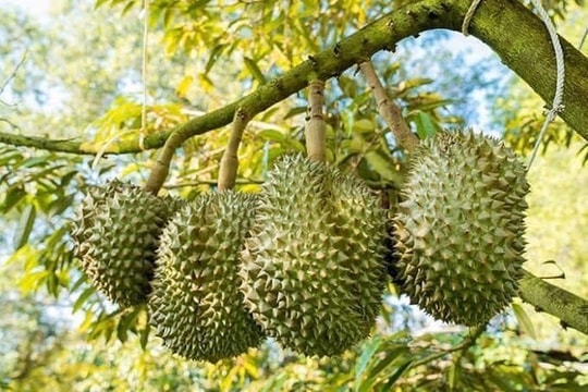 Giá sầu riêng hôm nay 29/9: Sầu Thái VIP giữ đỉnh 120.000 đồng/kg, xuất khẩu tiếp đà tăng mạnh