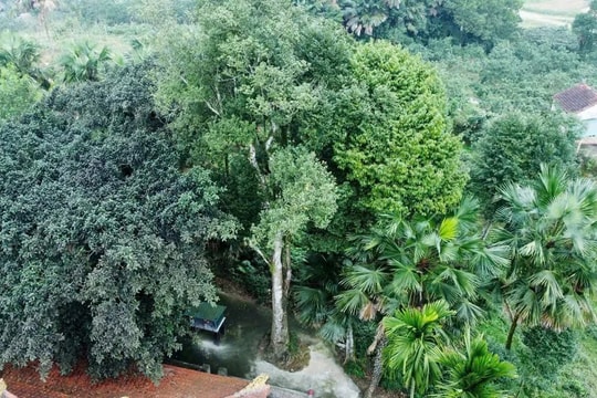 Hà Tĩnh: Hai cây trầm hương cổ thụ được công nhận Cây Di sản Việt Nam