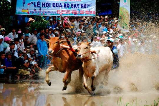 Lễ hội đua bò Bảy Núi 2025 diễn ra vào ngày 20/9 tại An Giang