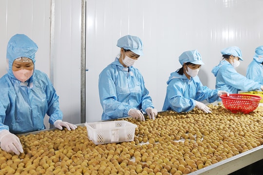 Bắc Ninh: Tăng cường kiểm tra an toàn thực phẩm, truy xuất nguồn gốc sản phẩm nông, lâm, thủy sản xuất khẩu