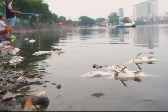 Hồ Trúc Bạch ô nhiễm nghiêm trọng, cá chết hàng loạt: Người dân lo ngại ảnh hưởng sức khỏe