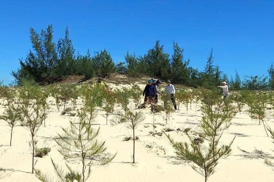 Quảng Trị phòng, chống sa mạc hóa ven biển với dự án hơn 13 triệu USD