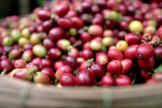 Dự báo giá cà phê ngày mai 14/9: Khi thuế quan trở thành động lực tăng giá