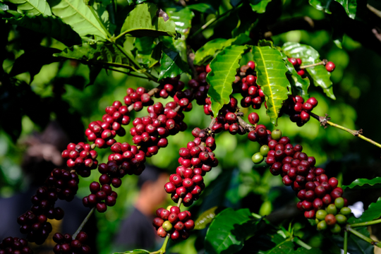 Giá nông sản hôm nay 21/9: Cà phê khép tuần lao dốc, hồ tiêu giữ vững vùng giá cao