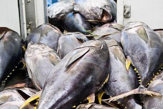 Thủ tướng chỉ đạo tháo gỡ khó khăn cho xuất khẩu cá ngừ