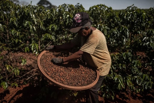 Giá nông sản hôm nay 25/9: Giá cà phê giảm sâu, hồ tiêu bất ngờ đảo chiều bật tăng