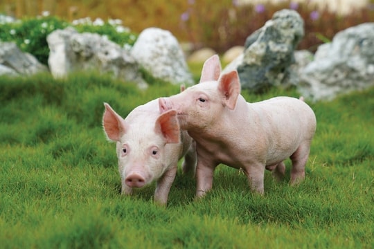 Giá heo hơi hôm nay 16/9: Miền Nam "bất khả xâm phạm" trước bão giá, miền Bắc – Trung lao dốc