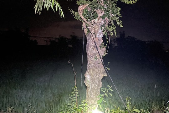 Gia Lai: 3 thanh niên đi bắn chim trong đêm, 2 người tử vong nghi do điện giật