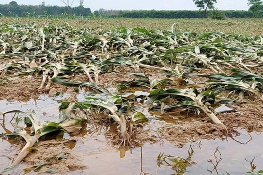 Khánh Hòa ban hành văn bản khẩn, yêu cầu chủ động ứng phó mưa bão