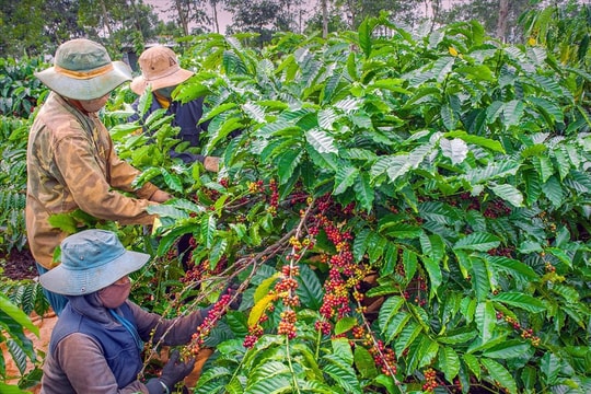 Giá nông sản hôm nay 19/9: Mất gần 5.000 đồng/kg chỉ trong một đêm