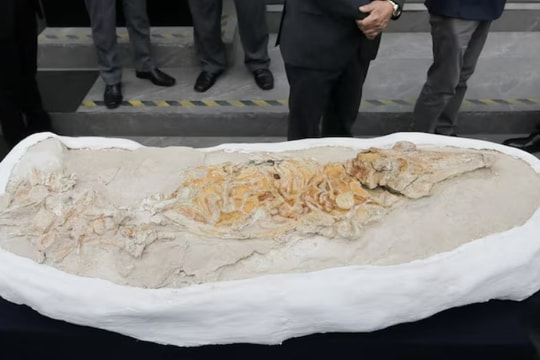 Peru phát hiện hóa thạch cá heo cổ đại 12 triệu năm tuổi ở sa mạc