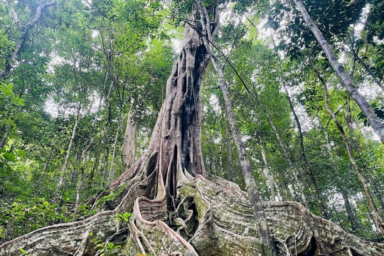 Gia Lai: 6 cây đa ở Vườn quốc gia Kon Ka Kinh được công nhận là Cây Di sản Việt Nam