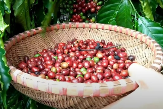 Dự báo giá cà phê ngày mai 20/9: "Vàng đen" nội địa chưa sẵn sàng "bùng nổ"