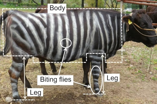 Nghiên cứu vị tỏi trong sữa mẹ, sơn bò thành ngựa vằn, thằn lằn thích ăn pizza phô mai... giành giải 'Nobel hài ước' 2025