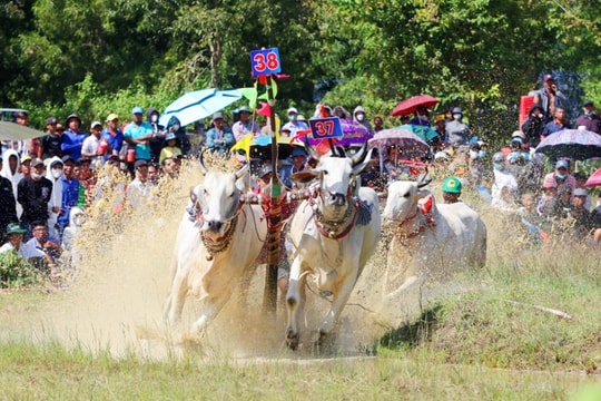 An Giang: 64 đôi bò tranh tài tại Hội đua bò Bảy Núi 2025