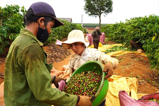 Giá nông sản hôm nay 30/10/2025: Giá cà phê và hồ tiêu ồ ạt tăng