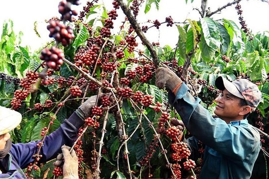 Giá nông sản hôm nay 23/9: Cà phê bất ngờ tăng trở lại, hồ tiêu tiếp tục neo mức giá cao