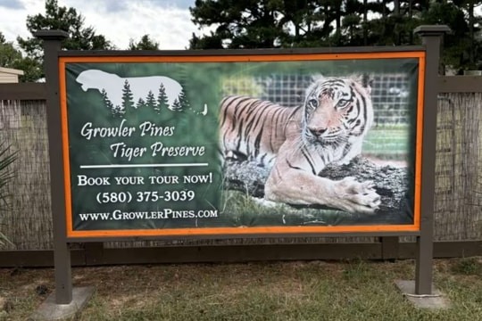 'Vua hổ' thiệt mạng sau khi bị hổ tấn công