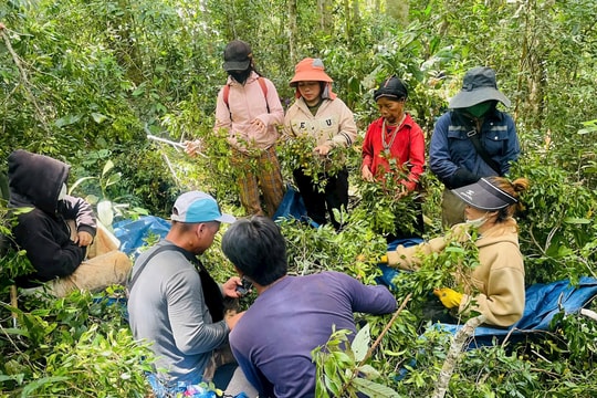 Gia Lai: Người dân vùng khó đổ xô đi săn đặc sản từ rừng già