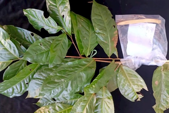 Phát hiện chè Shan Tuyết cổ thụ tại vùng núi cao ở Huế