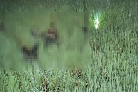 Lão nông bẫy chuột bằng điện, vô tình giết chết 2 mạng người