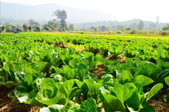 Chỉ dưới 1% diện tích rau đạt chứng nhận VietGAP