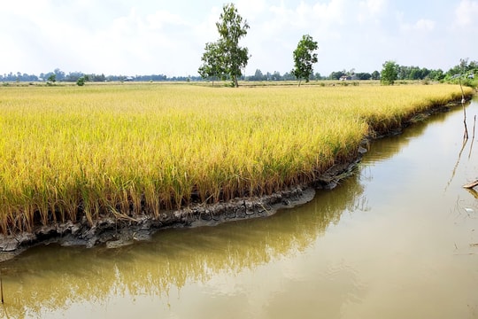 Hiệu quả từ mô hình “lúa thơm – tôm sạch” tại Cà Mau